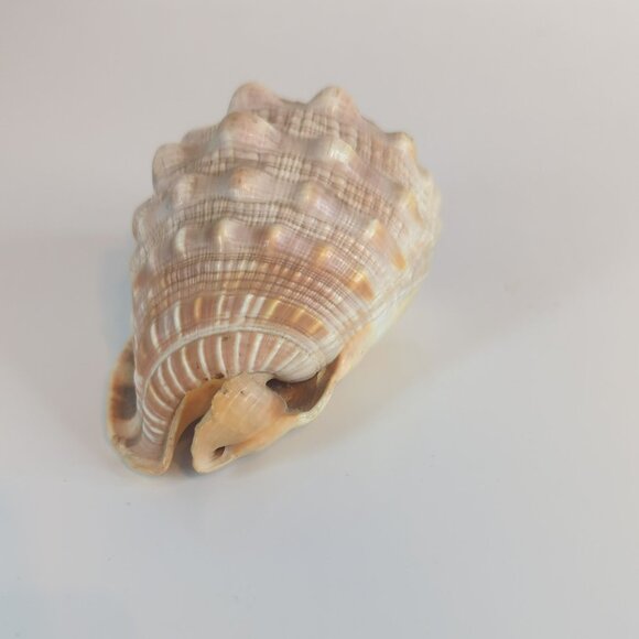 Vintage Cypraecassis Rufa Red Helmet Natural Seashell Nautical Home Decor - Picture 4 of 5